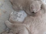 Safkan British Shorthair. 2 Aylik. Kendi̇si̇ Çok Oyuncudur.