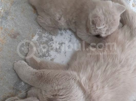 Safkan British Shorthair. 2 Aylik. Kendi̇si̇ Çok Oyuncudur. görsel