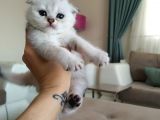 Bu Kadar Güzellik Olmaz