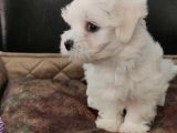 Bembeyaz Maltese Terrier Bebek
