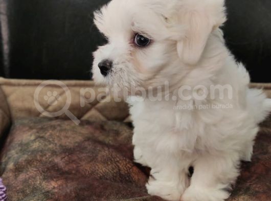 Bembeyaz Maltese Terrier Bebek görsel