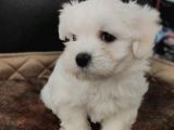 Bembeyaz Maltese Terrier Bebek