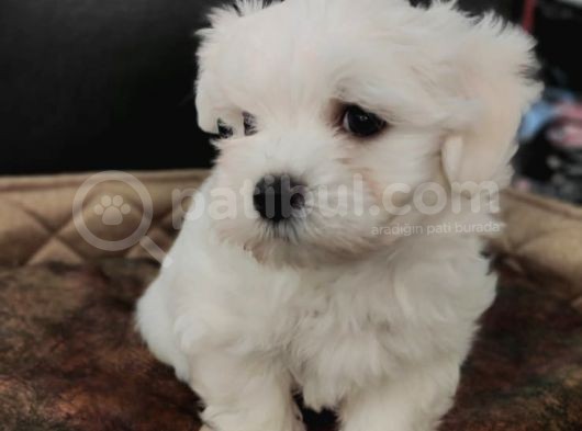 Bembeyaz Maltese Terrier Bebek görsel