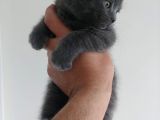 Safkan British Shorthair