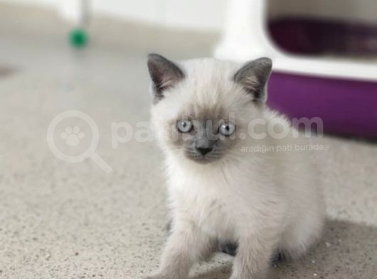 British Shorthair görsel