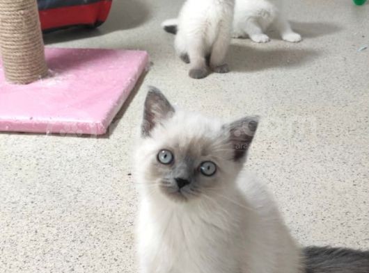 British Shorthair görsel