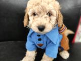 Sevimli Poodle Yavrular