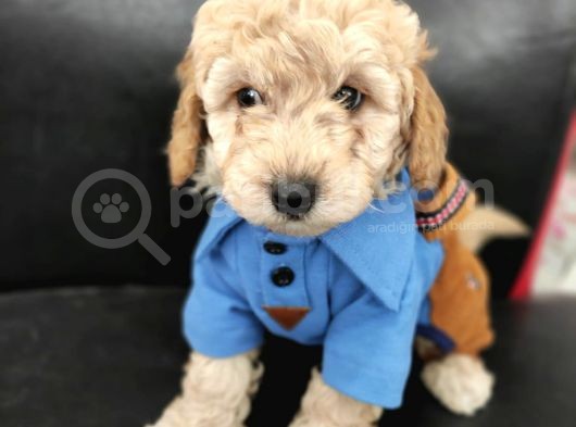 Sevimli Poodle Yavrular görsel