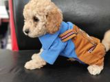 Sevimli Poodle Yavrular