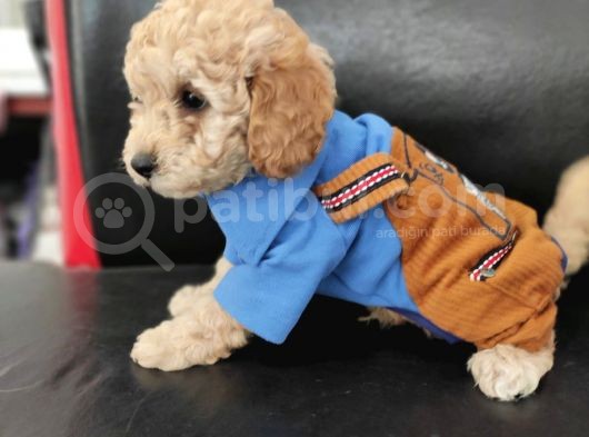Sevimli Poodle Yavrular görsel