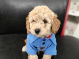 Sevimli Poodle Yavrular