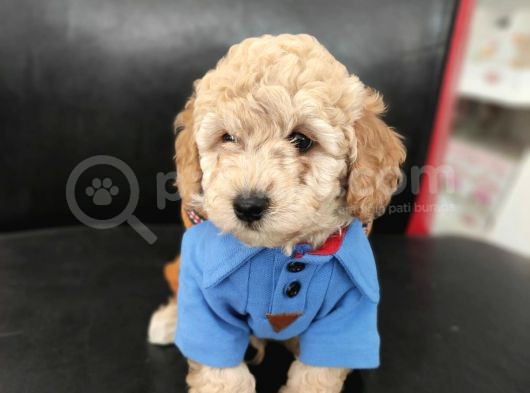 Sevimli Poodle Yavrular görsel