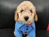Sevimli Poodle Yavrular