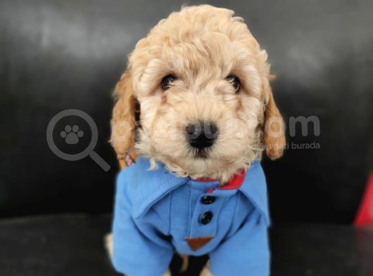 Sevimli Poodle Yavrular