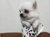 Teacup Şivava Dişi Yavrumuz