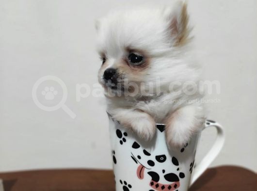 Teacup Şivava Dişi Yavrumuz görsel