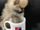 Teacup Pomeranian Boo Dişi Bebekler