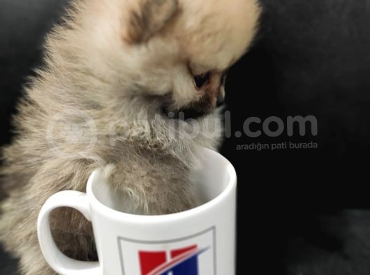 Teacup Pomeranian Boo Dişi Bebekler