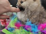 Teacup Pomeranian Boo Dişi Bebekler