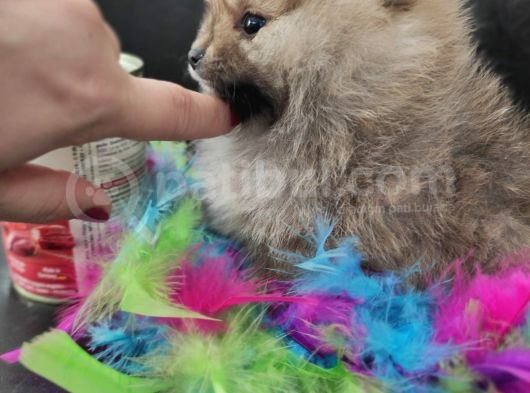 Teacup Pomeranian Boo Dişi Bebekler görsel