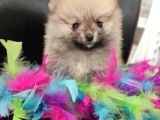 Teacup Pomeranian Boo Dişi Bebekler