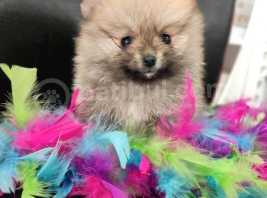 Teacup Pomeranian Boo Dişi Bebekler görsel