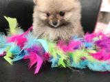 Teacup Pomeranian Boo Dişi Bebekler