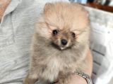 Teacup Pomeranian Boo Dişi Bebekler