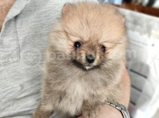 Teacup Pomeranian Boo Dişi Bebekler görsel