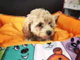 Sevimli Poodle Yavrular