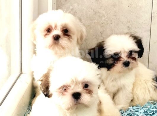 Toparlak Shih Tzu Bebekler görsel