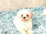 Toparlak Shih Tzu Bebekler