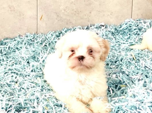 Toparlak Shih Tzu Bebekler görsel
