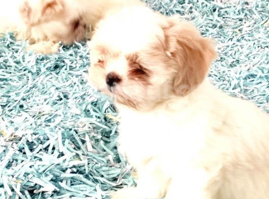 Toparlak Shih Tzu Bebekler görsel
