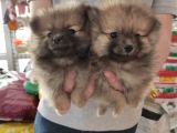 Teacup Pomeranian Boo Dişi Bebekler