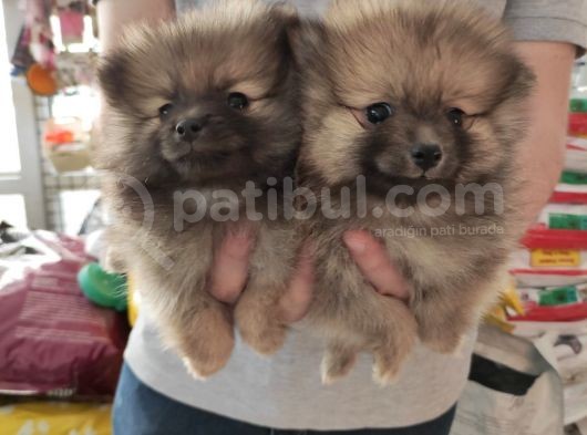 Teacup Pomeranian Boo Dişi Bebekler görsel