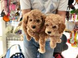 Sevimli Poodle Yavrular