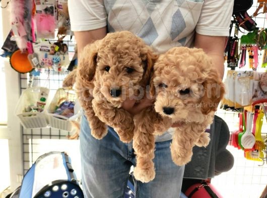 Sevimli Poodle Yavrular görsel