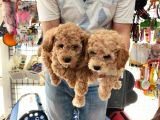 Sevimli Poodle Yavrular