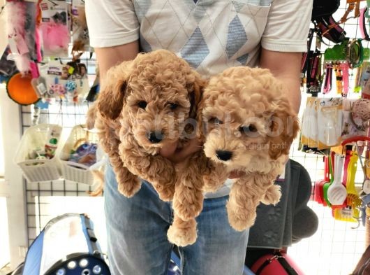 Sevimli Poodle Yavrular görsel