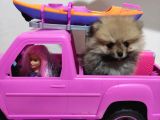 Teacup Pomeranian Boo Dişi Bebekler