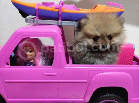Teacup Pomeranian Boo Dişi Bebekler görsel