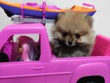 Teacup Pomeranian Boo Dişi Bebekler