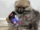 Teacup Pomeranian Boo Dişi Bebekler