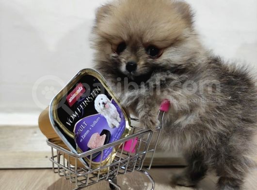 Teacup Pomeranian Boo Dişi Bebekler görsel