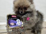 Teacup Pomeranian Boo Dişi Bebekler
