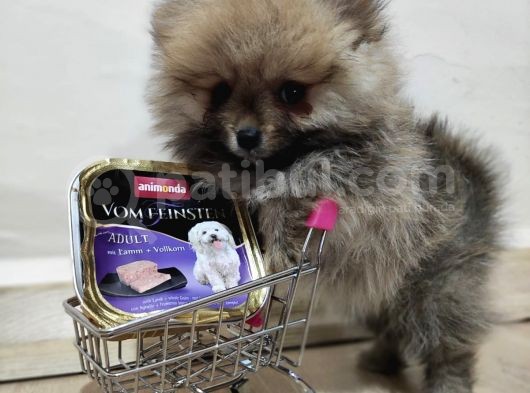 Teacup Pomeranian Boo Dişi Bebekler görsel