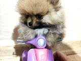 Teacup Pomeranian Boo Dişi Bebekler