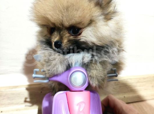 Teacup Pomeranian Boo Dişi Bebekler görsel