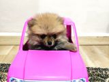 Teacup Pomeranian Boo Dişi Bebekler